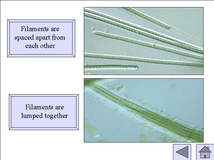 Filaments are spaced apart from each other Filaments are lumped together 