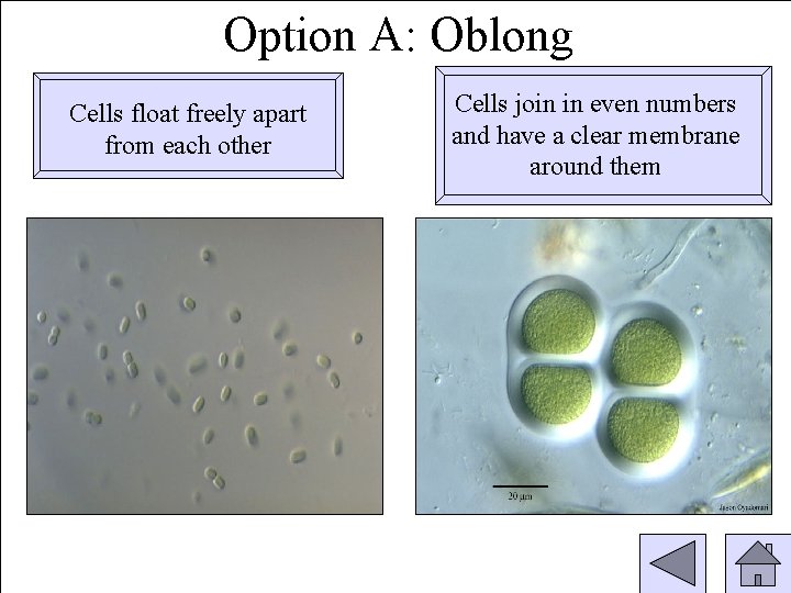 Option A: Oblong Cells float freely apart from each other Cells join in even