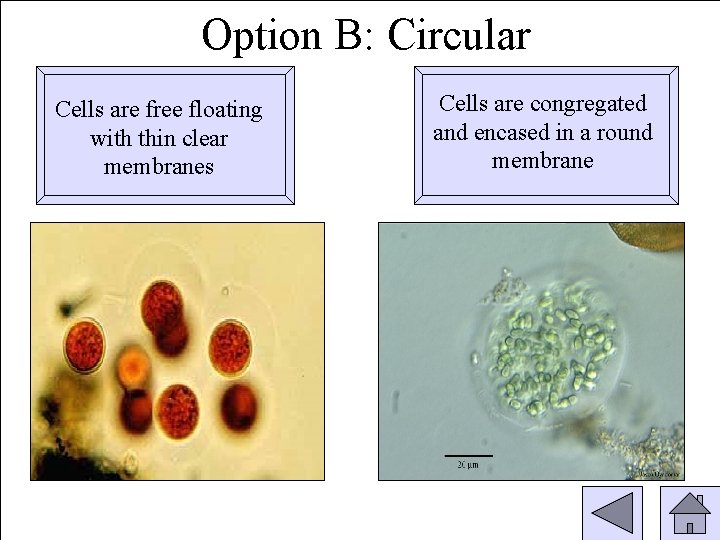 Option B: Circular Cells are free floating with thin clear membranes Cells are congregated