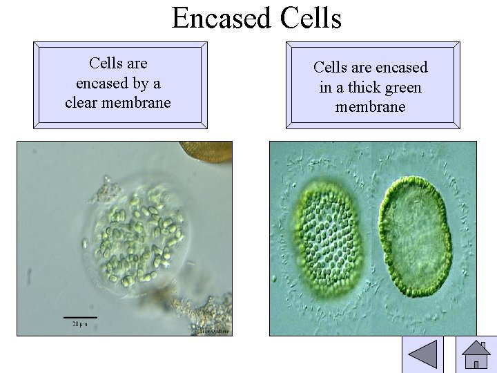 Encased Cells are encased by a clear membrane Cells are encased in a thick