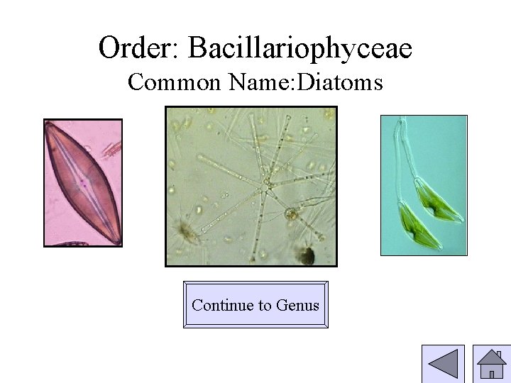 Order: Bacillariophyceae Common Name: Diatoms Continue to Genus 