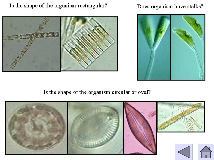 Is the shape of the organism rectangular? Does organism have stalks? Is the shape