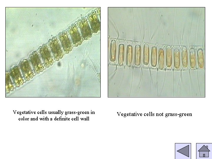Vegetative cells usually grass-green in color and with a definite cell wall Vegetative cells
