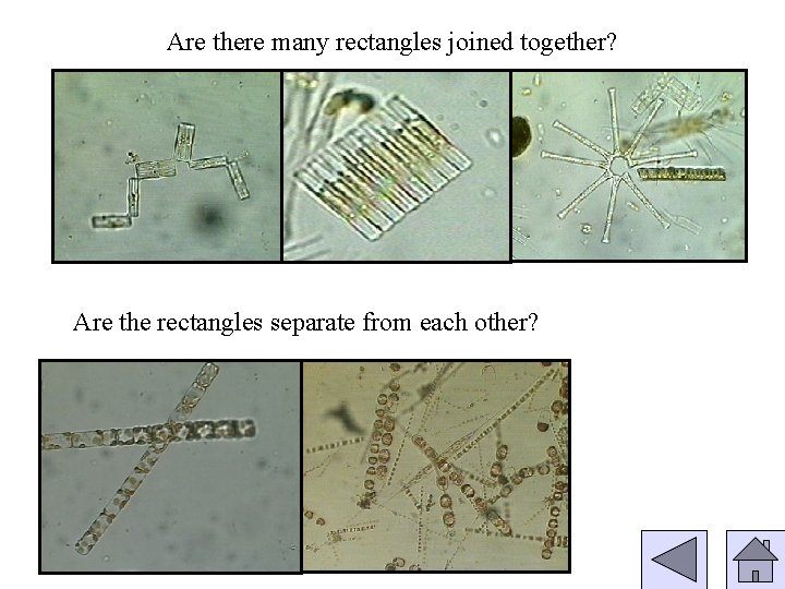Are there many rectangles joined together? Are the rectangles separate from each other? 