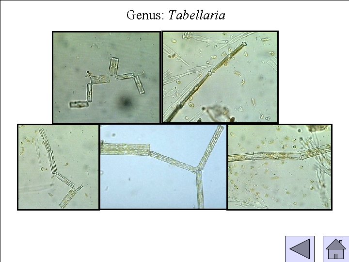 Genus: Tabellaria 