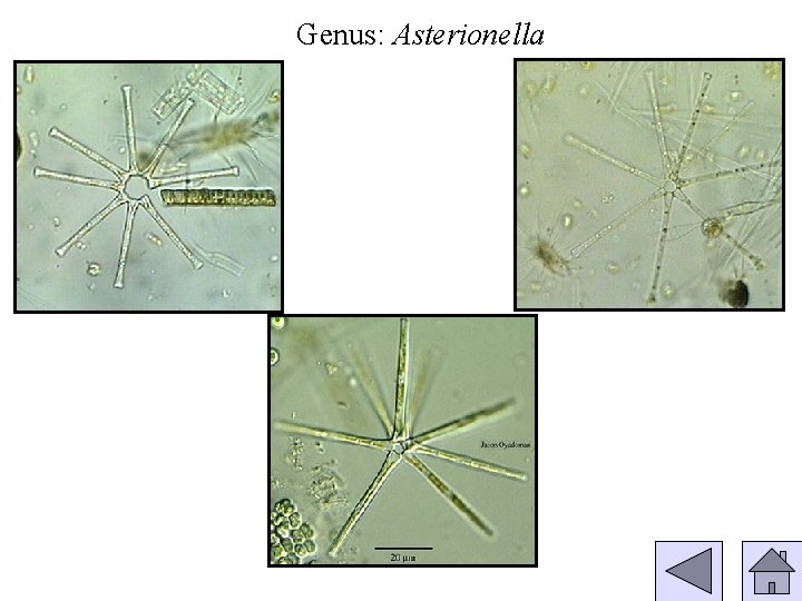 Genus: Asterionella 