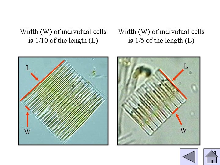 Width (W) of individual cells is 1/10 of the length (L) Width (W) of