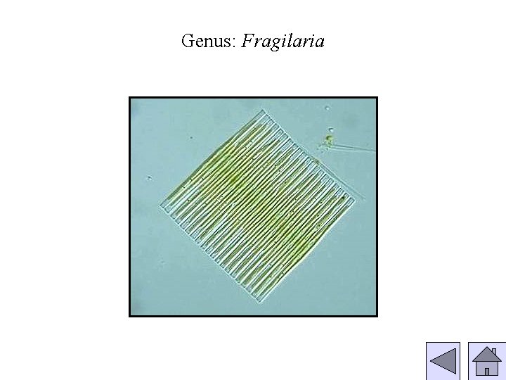 Genus: Fragilaria 