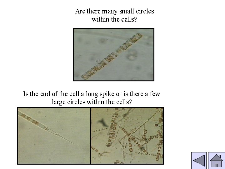 Are there many small circles within the cells? Is the end of the cell