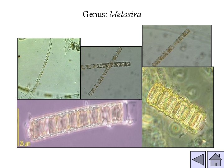 Genus: Melosira 