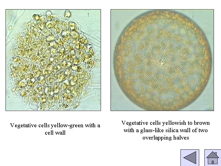 Vegetative cells yellow-green with a cell wall Vegetative cells yellowish to brown with a