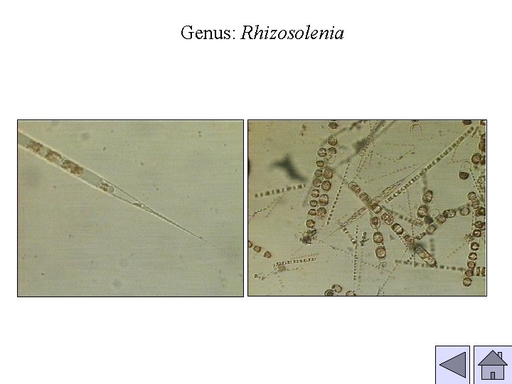 Genus: Rhizosolenia 