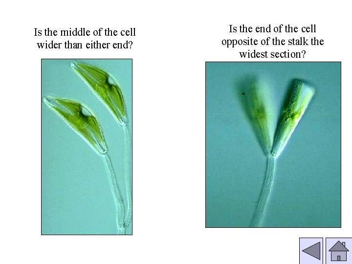 Is the middle of the cell wider than either end? Is the end of