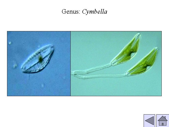 Genus: Cymbella 