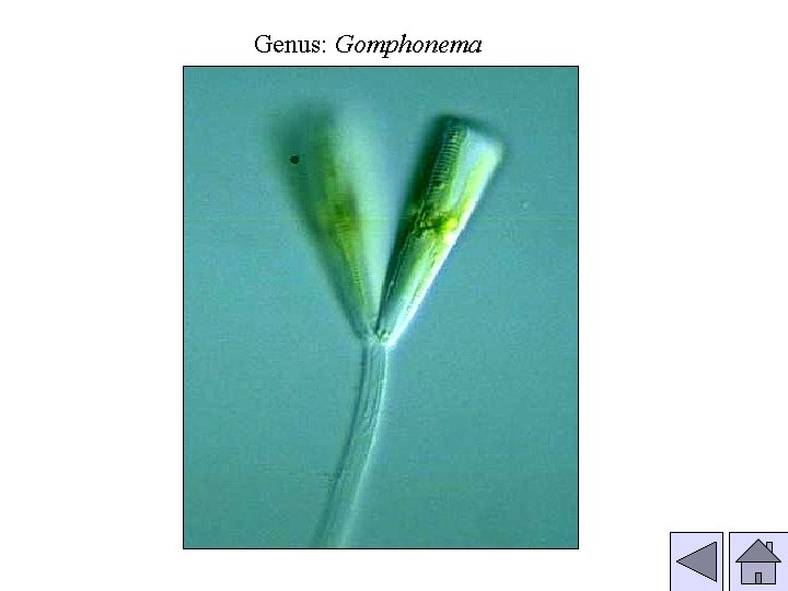 Genus: Gomphonema 