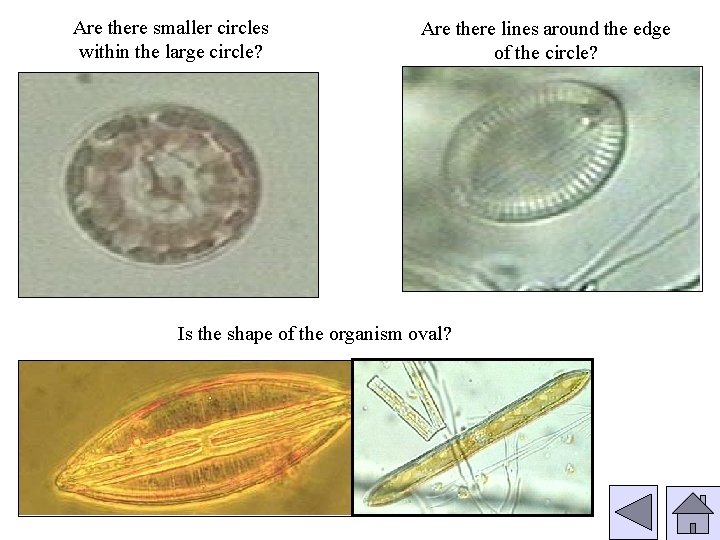 Are there smaller circles within the large circle? Are there lines around the edge