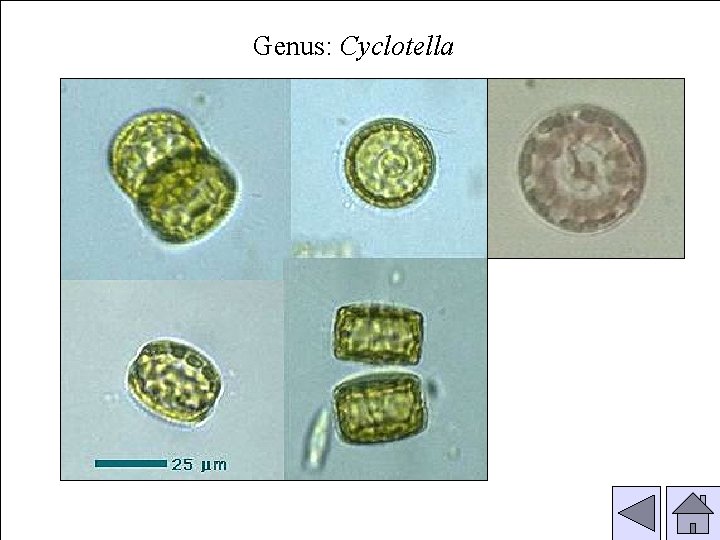 Genus: Cyclotella 
