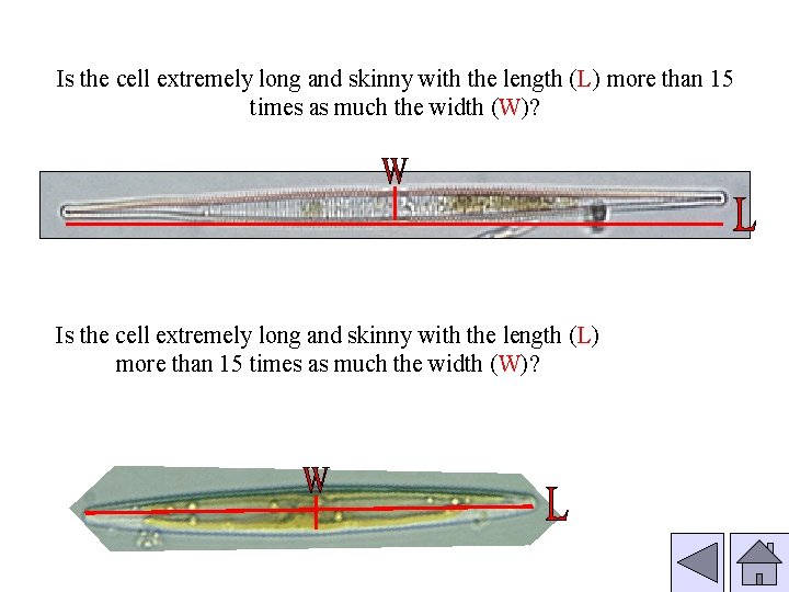 Is the cell extremely long and skinny with the length (L) more than 15