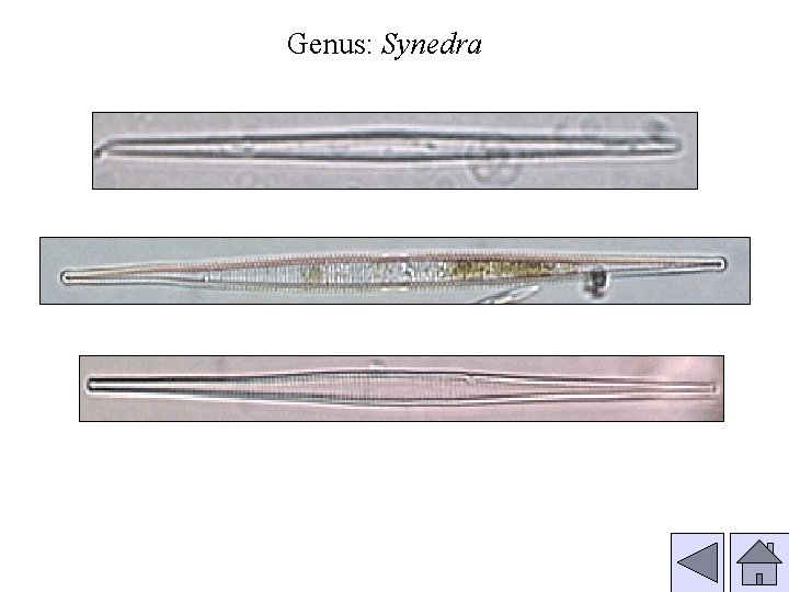 Genus: Synedra 
