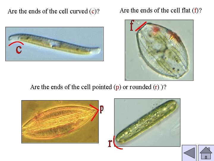 Are the ends of the cell curved (c)? Are the ends of the cell