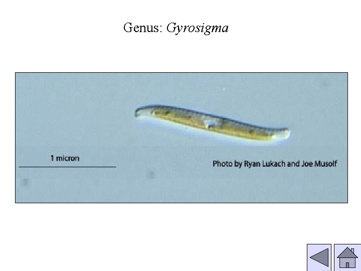 Genus: Gyrosigma 