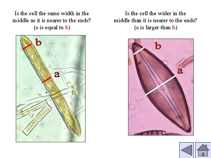 Is the cell the same width in the middle as it is nearer to