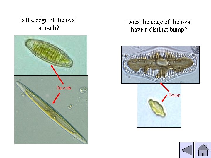 Is the edge of the oval smooth? Does the edge of the oval have