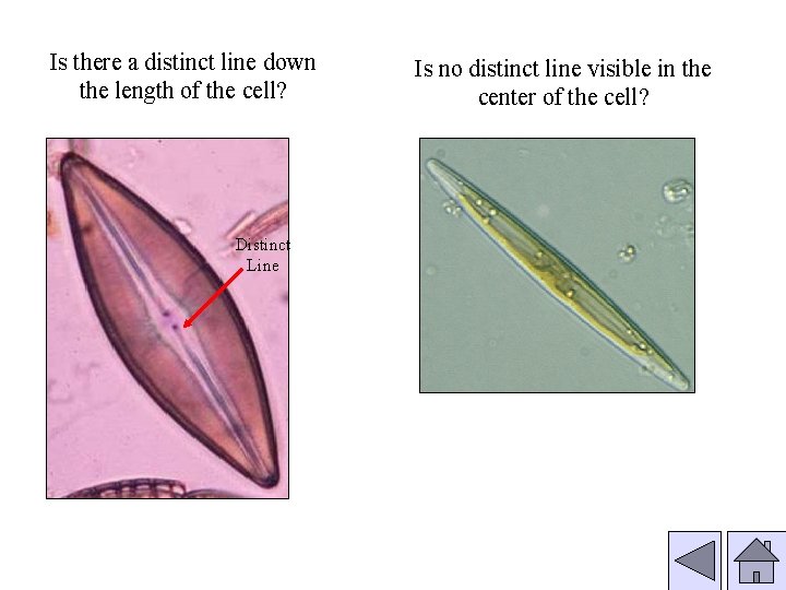 Is there a distinct line down the length of the cell? Distinct Line Is