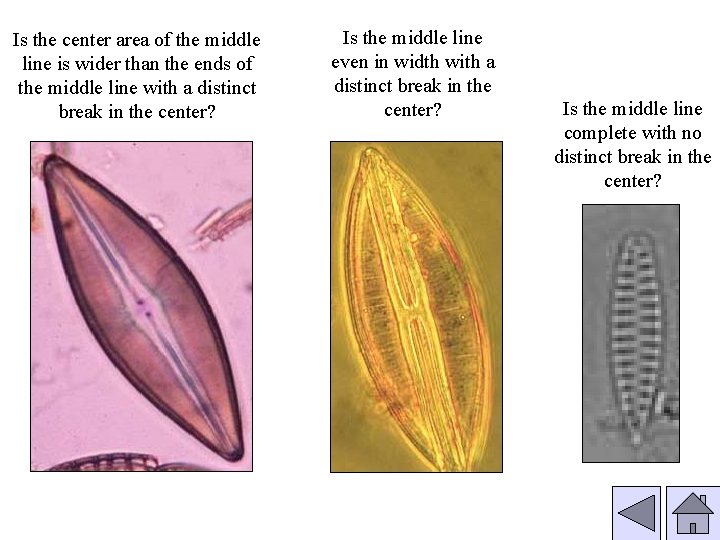 Is the center area of the middle line is wider than the ends of