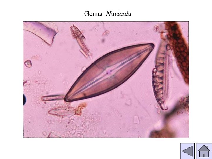 Genus: Navicula 