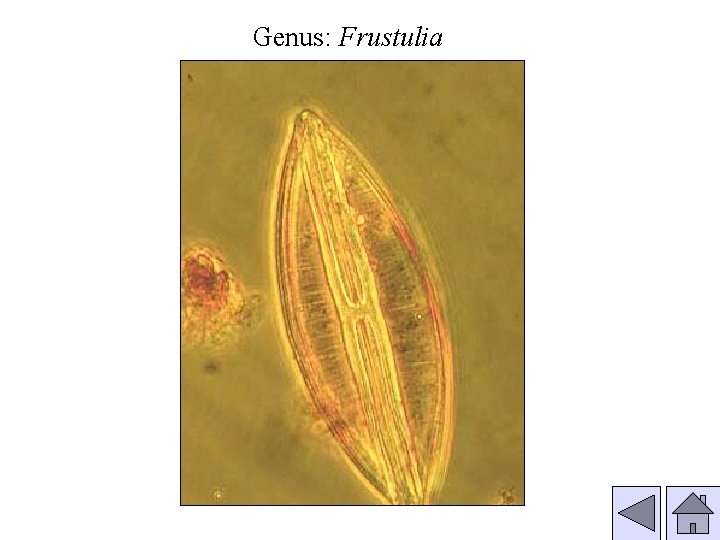 Genus: Frustulia 