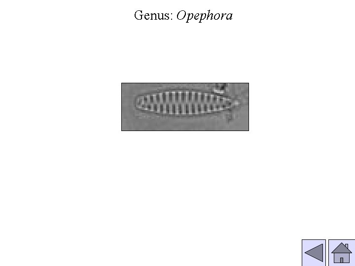 Genus: Opephora 