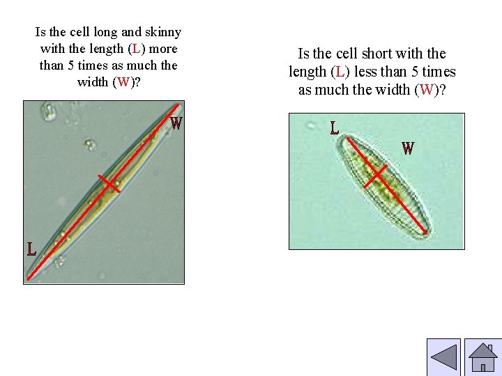 Is the cell long and skinny with the length (L) more than 5 times