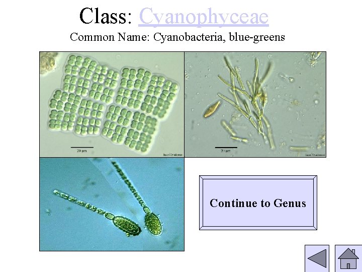 Class: Cyanophyceae Common Name: Cyanobacteria, blue-greens Continue to Genus 