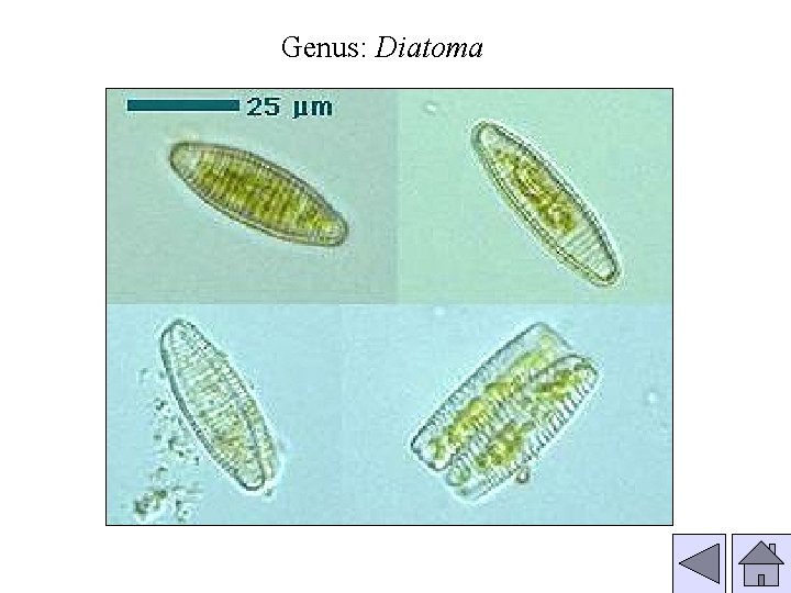 Genus: Diatoma 