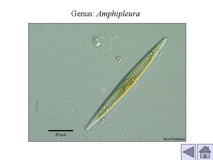 Genus: Amphipleura 