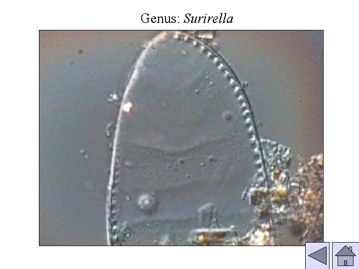 Genus: Surirella 