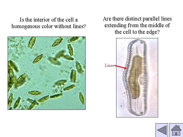 Is the interior of the cell a homogenous color without lines? Are there distinct