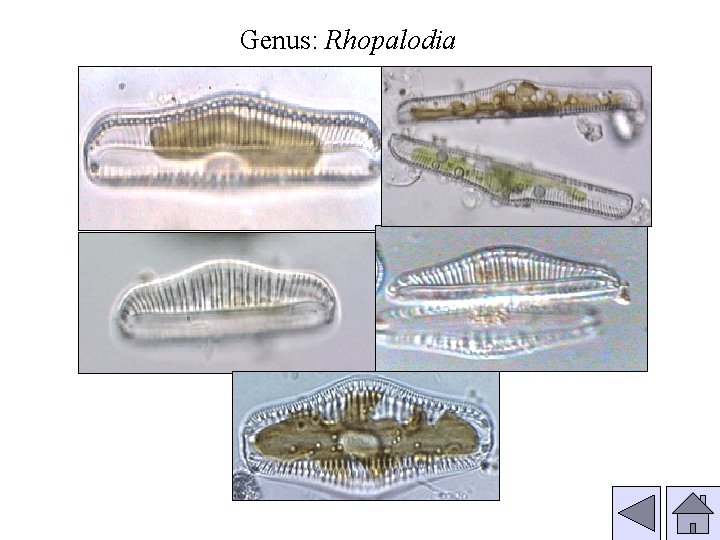 Genus: Rhopalodia 