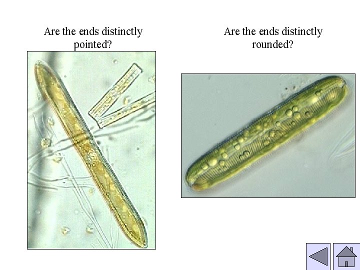 Are the ends distinctly pointed? Are the ends distinctly rounded? 