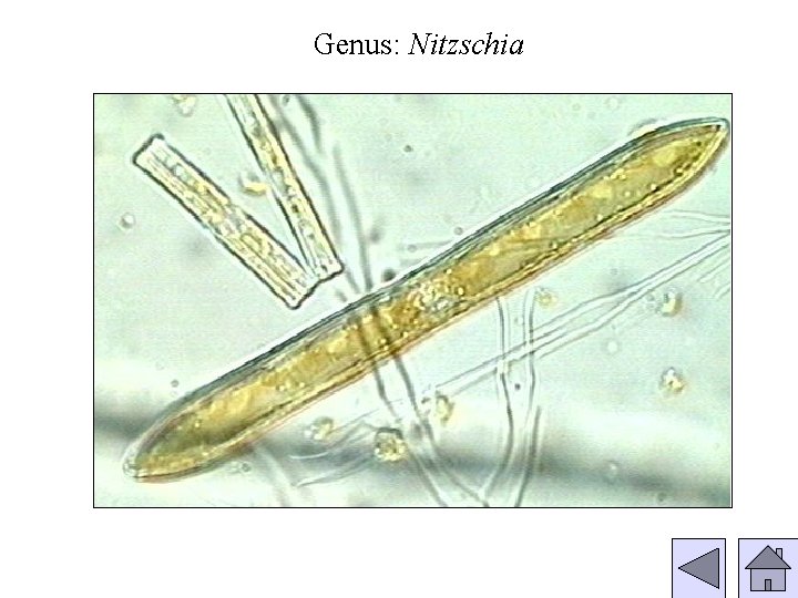 Genus: Nitzschia 