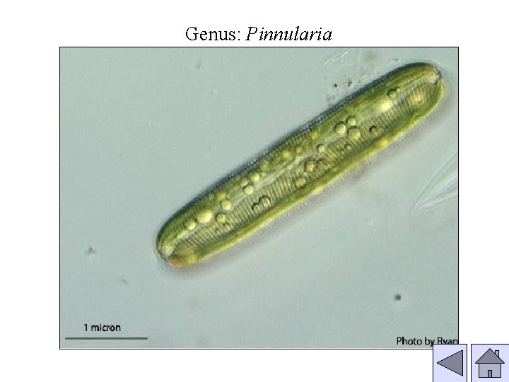 Genus: Pinnularia 