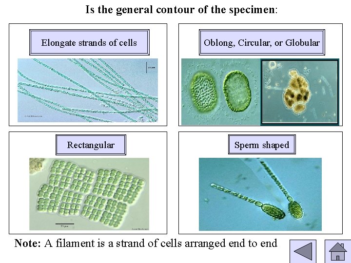 Is the general contour of the specimen: Elongate strands of cells Oblong, Circular, or