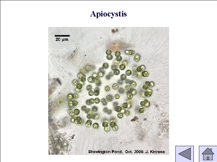 Apiocystis 