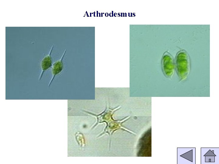 Arthrodesmus 