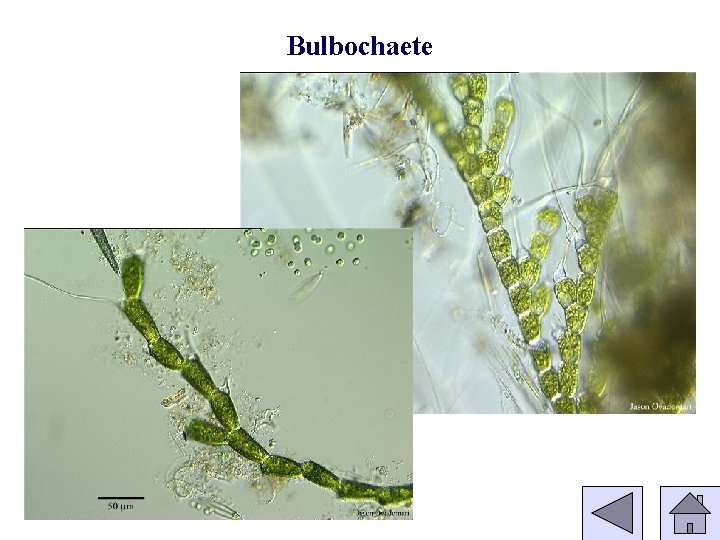 Bulbochaete 