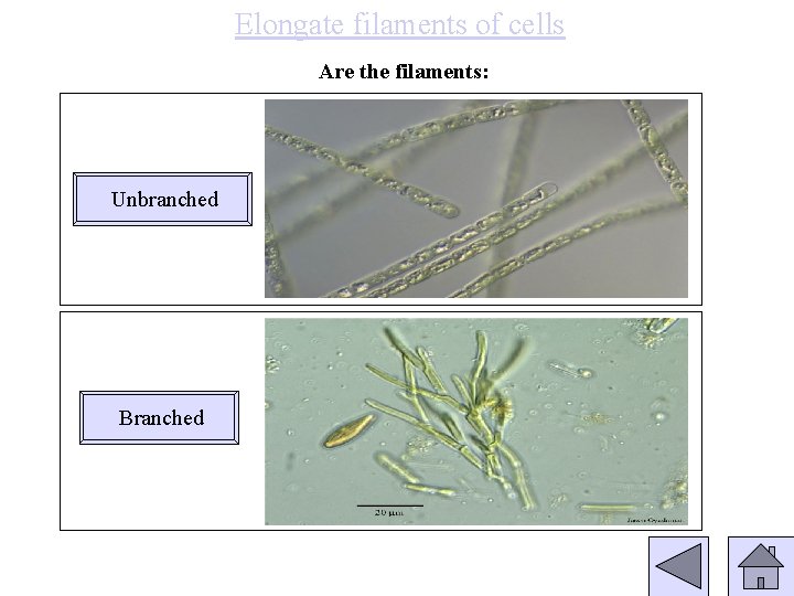 Elongate filaments of cells Are the filaments: Unbranched Branched 