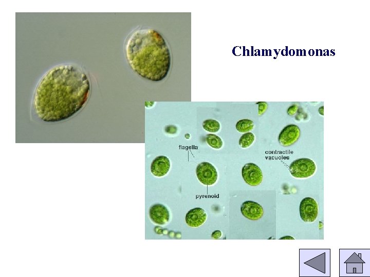 Chlamydomonas 