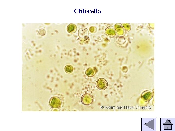 Chlorella 