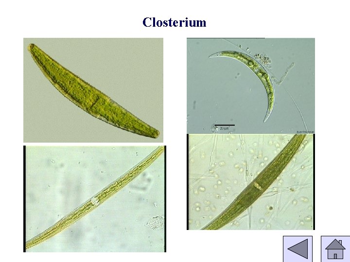 Closterium 